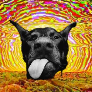 BLACK DOG MUSIC Artwork Image